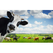 bovino