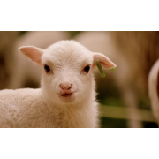 agnello